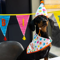 Dog Birthday Bandana & Party Hat