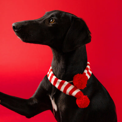 Crochet Christmas Scarf for Dogs