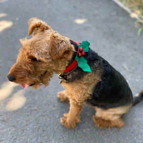 Botanical Christmas Hound Holly Dress Up